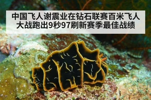 中国飞人谢震业在钻石联赛百米飞人大战跑出9秒97刷新赛季最佳战绩
