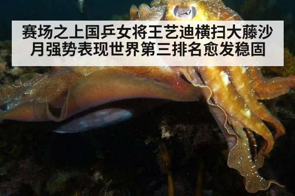 赛场之上国乒女将王艺迪横扫大藤沙月强势表现世界第三排名愈发稳固